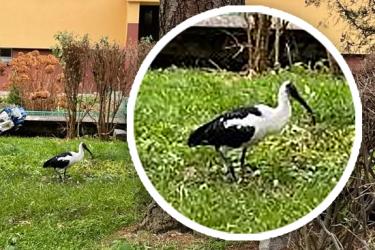 Slider_dkl24-ibis-czczony-klodzko-01