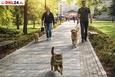 Mini_dkl24-zloty-stok-psy-kot-1