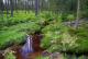 List_mini_pt-torfowisko1