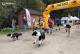 List_mini_dkl24-dogtrekking-zloty-stok-2026-11